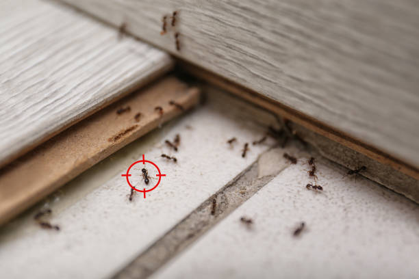 Best Mosquito Control Services  in Fairview, MT